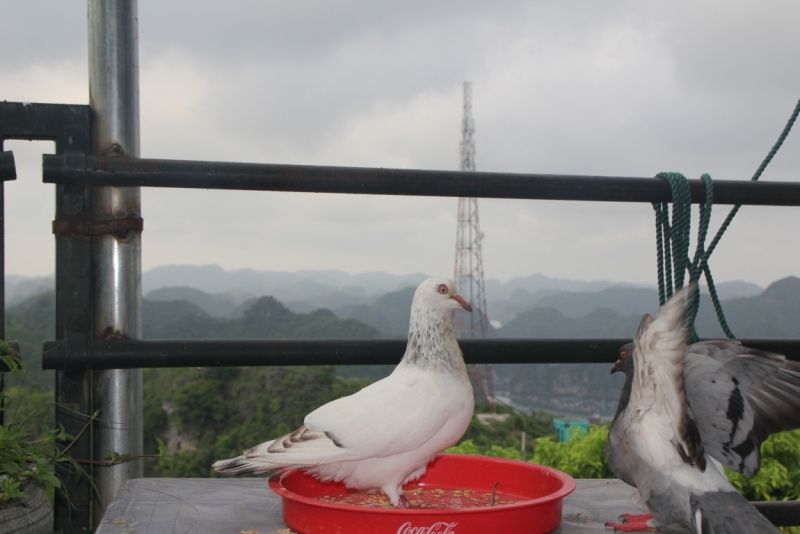 Вьетнам. Центральный и северный. Восемь четыре два
