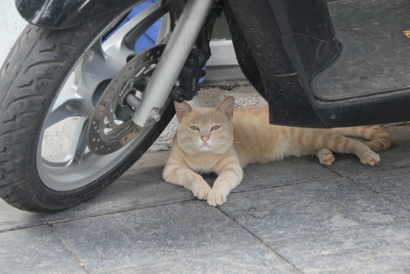 Вьетнам. Центральный и северный. Восемь четыре два