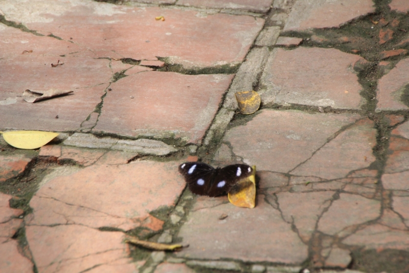 Вьетнам. Центральный и северный. Восемь четыре два