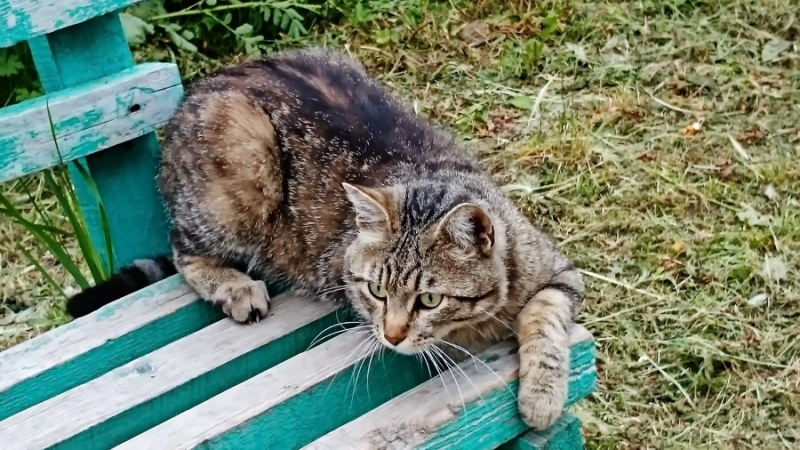 Поговорим о кошках34