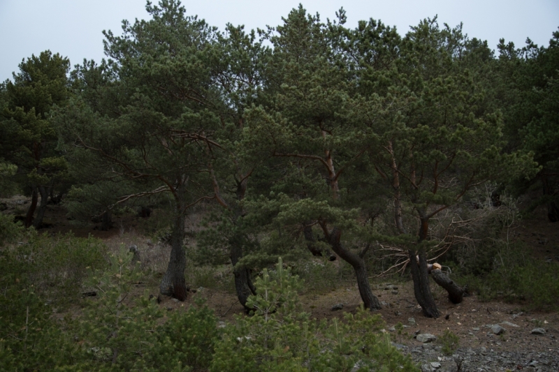 Северная Осетия на майские праздники, 2015