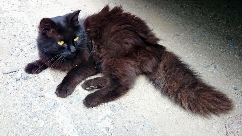 Поговорим о кошках34