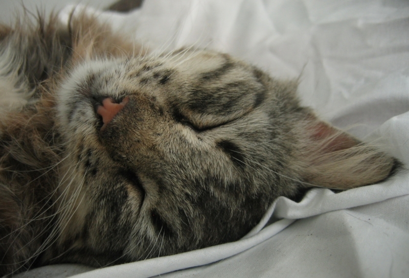 Поговорим о кошках34