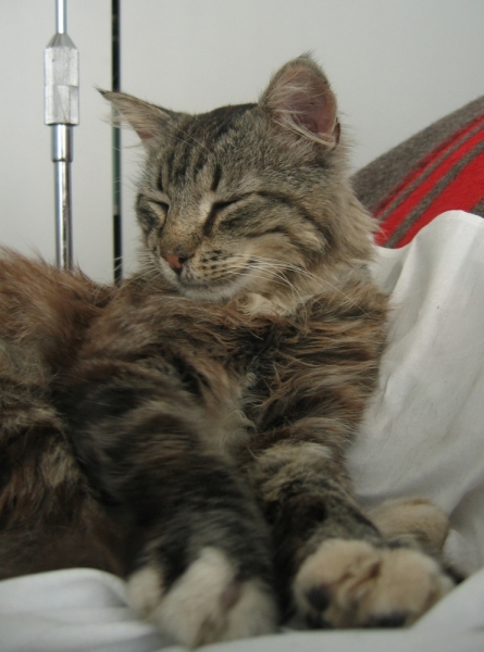 Поговорим о кошках34