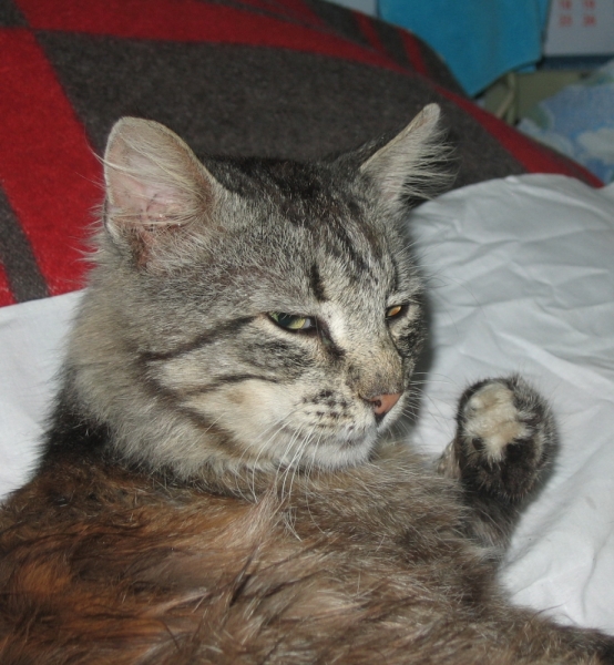 Поговорим о кошках34