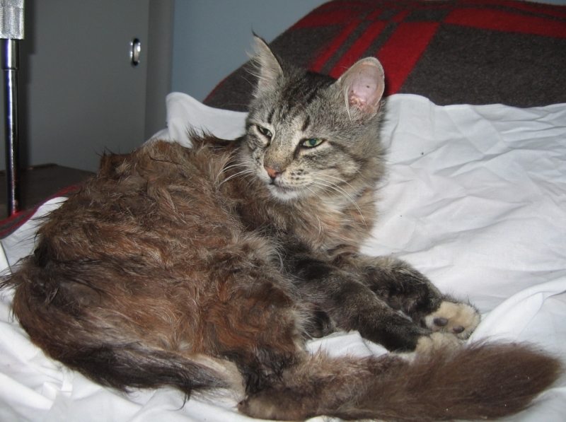 Поговорим о кошках34