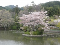 Ryoanji6