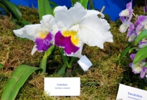 DSC02959 - копия.JPG