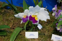 Изменение размера DSC02959 - копия.JPG