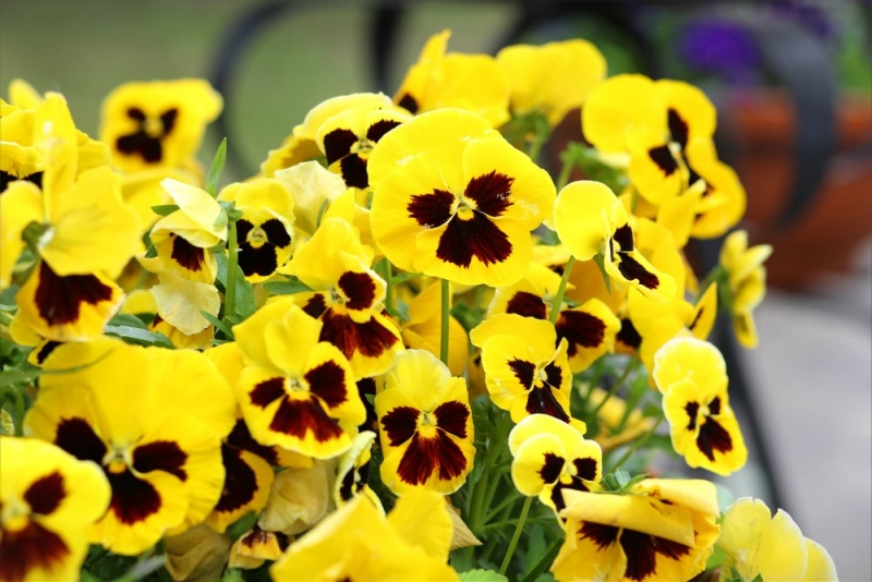 Псков-Изборск-Печоры из СПб на выходные, июнь 2015