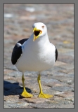 6727 1