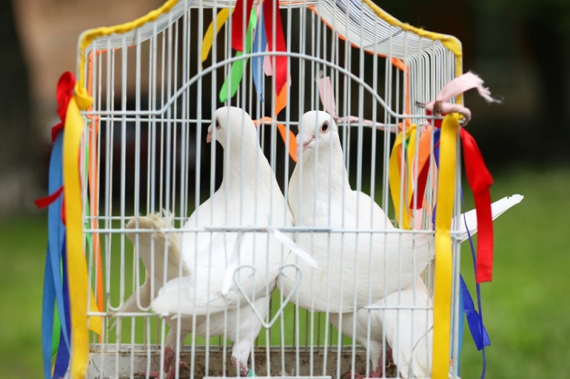 Псков-Изборск-Печоры из СПб на выходные, июнь 2015