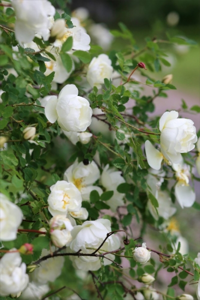 Псков-Изборск-Печоры из СПб на выходные, июнь 2015