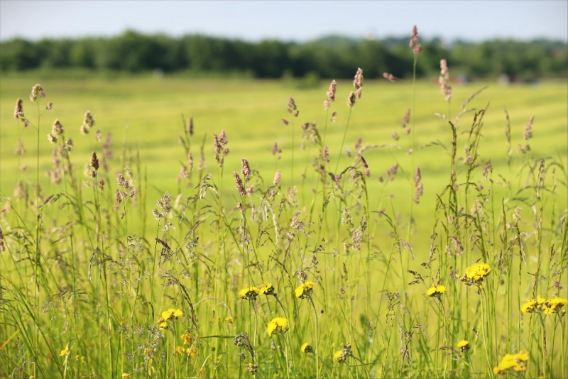 Псков-Изборск-Печоры из СПб на выходные, июнь 2015