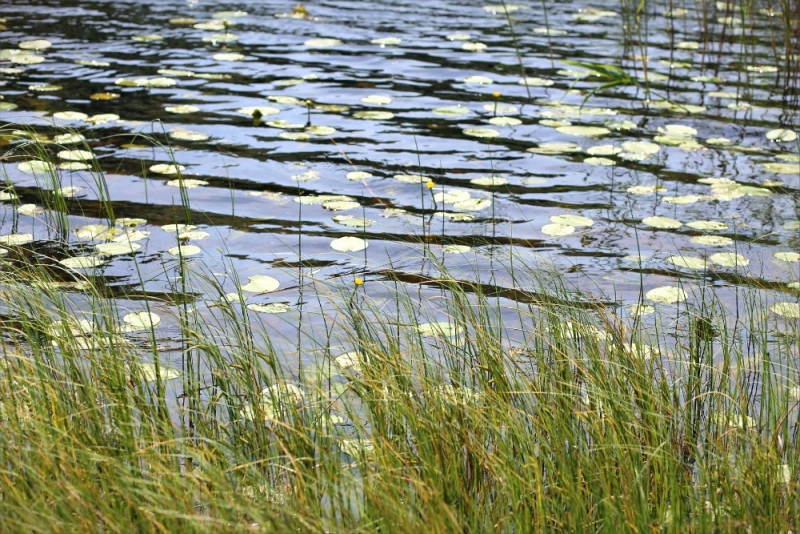 Псков-Изборск-Печоры из СПб на выходные, июнь 2015