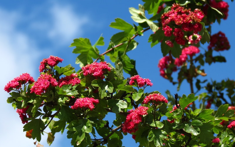 Поговорим о кошках34