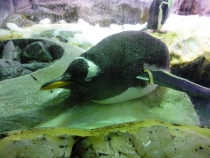 Pinguin