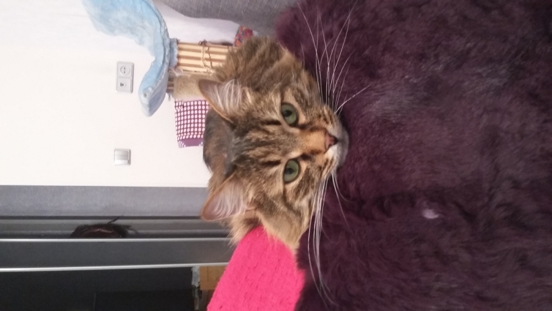 Поговорим о кошках34