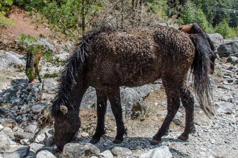 EBC трек март-апрель 2015
