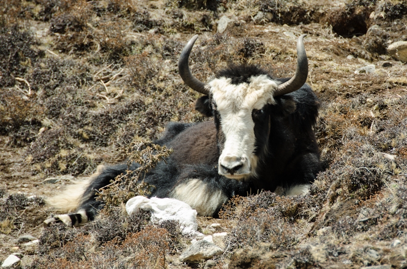 EBC трек март-апрель 2015