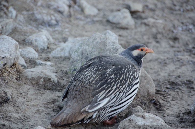 EBC трек март-апрель 2015