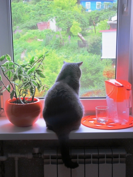 Поговорим о кошках34