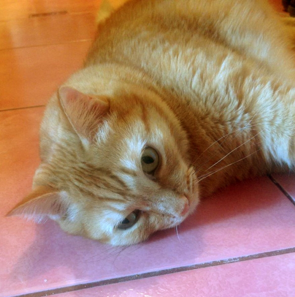 Поговорим о кошках34