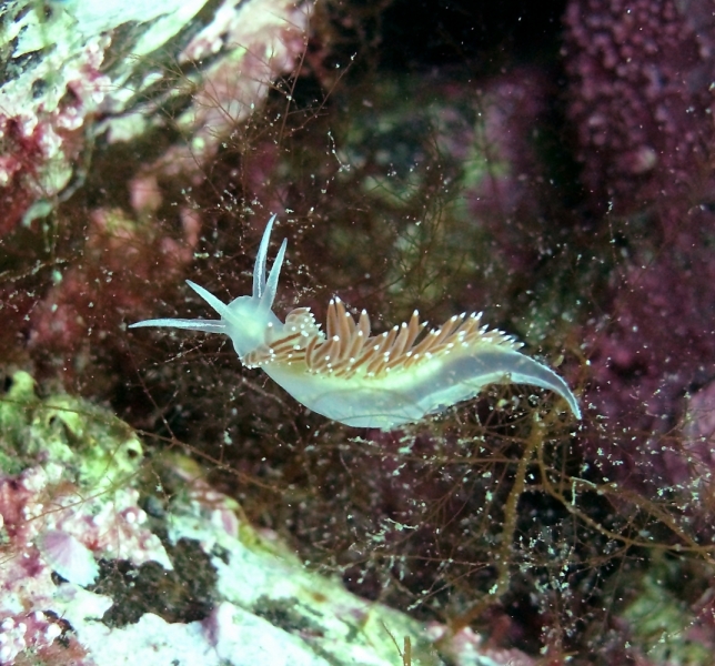 Вот оно какое наше Японское море