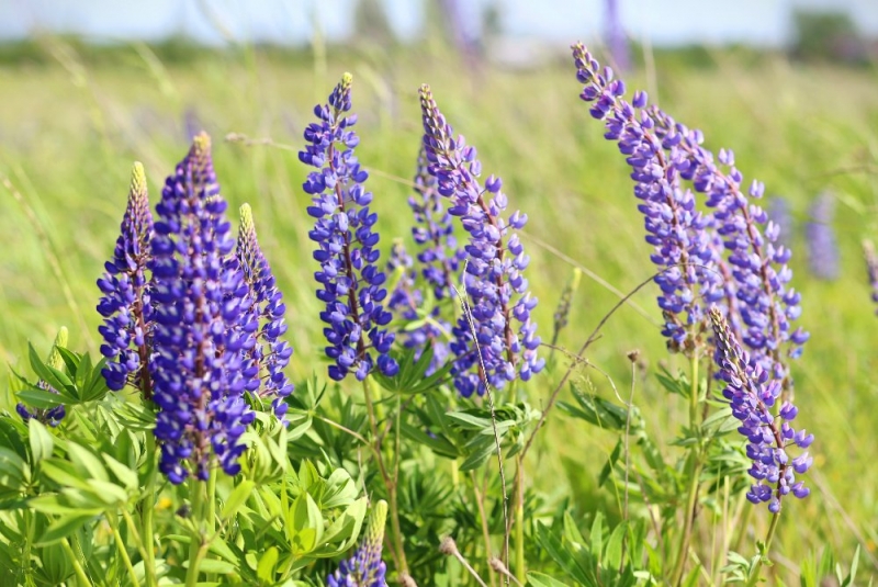 Псков-Изборск-Печоры из СПб на выходные, июнь 2015