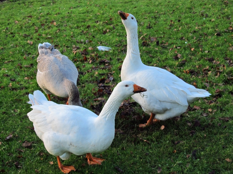 Новогодний Бенилюкс на машине