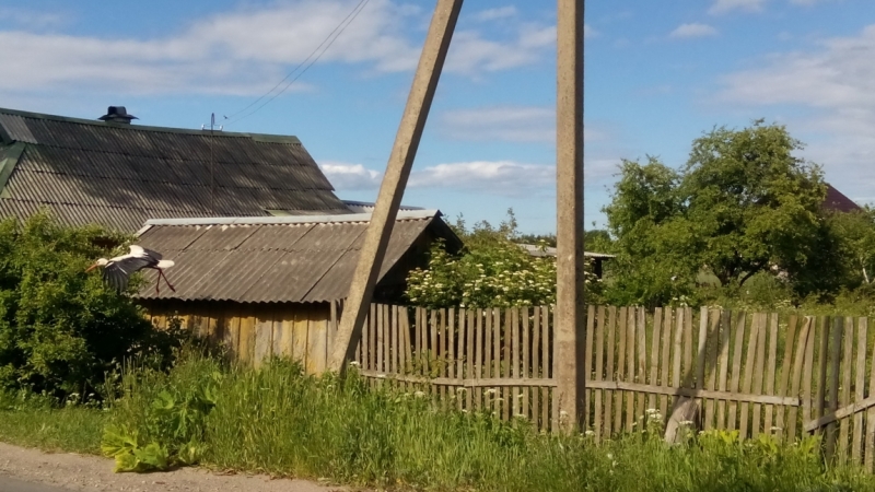 Питер-Павские маки-Псков-Изборск-Печоры-снова Павские маки-Питер