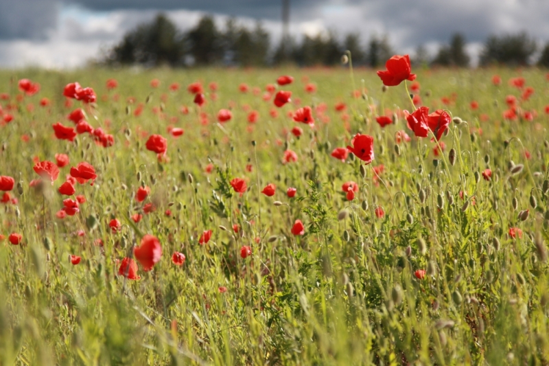 Питер-Павские маки-Псков-Изборск-Печоры-снова Павские маки-Питер