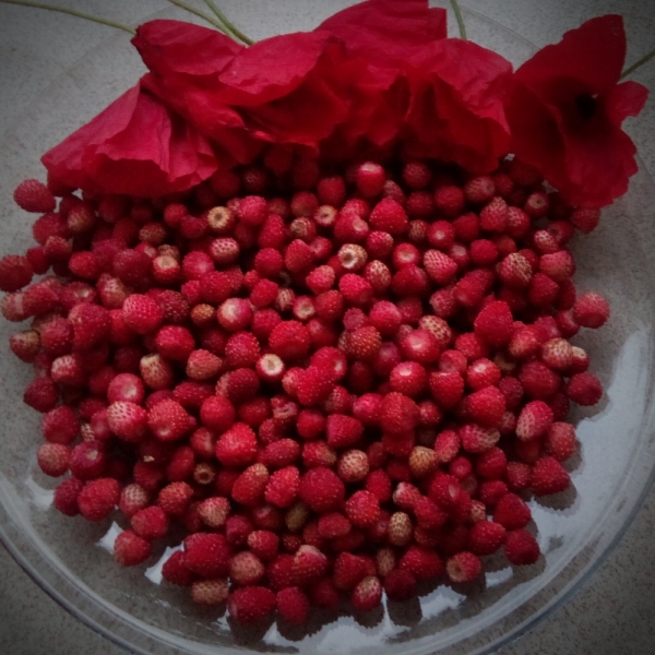 Питер-Павские маки-Псков-Изборск-Печоры-снова Павские маки-Питер