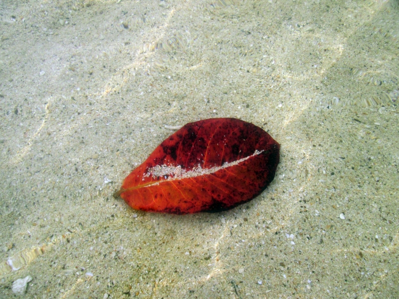 Малайзия 2013 - Борнео, Куала-Лумпур, Перхентианы - маршрут на месяц