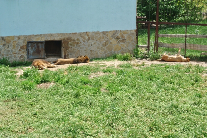 Наше Солнечное Крымское путешествие. (Видео + фото)