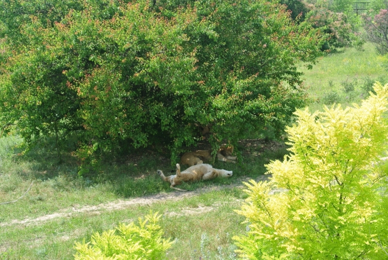 Наше Солнечное Крымское путешествие. (Видео + фото)