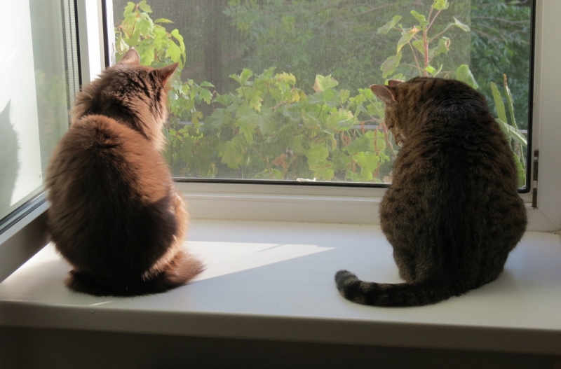 Поговорим о кошках34