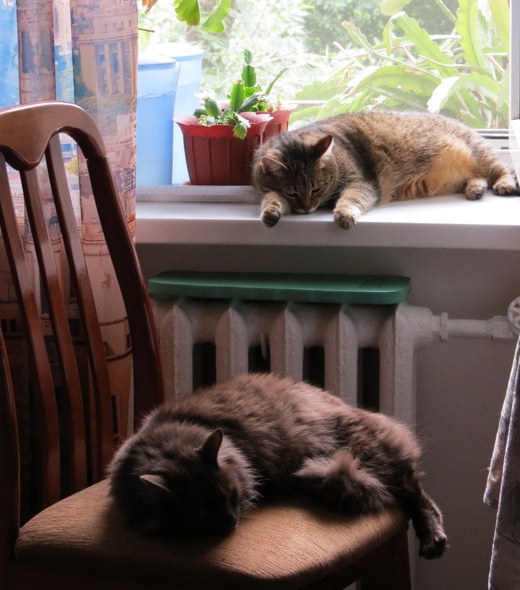 Поговорим о кошках34