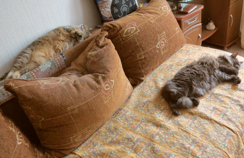 Поговорим о кошках34