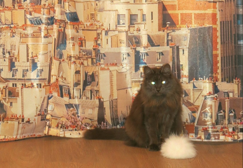 Поговорим о кошках34