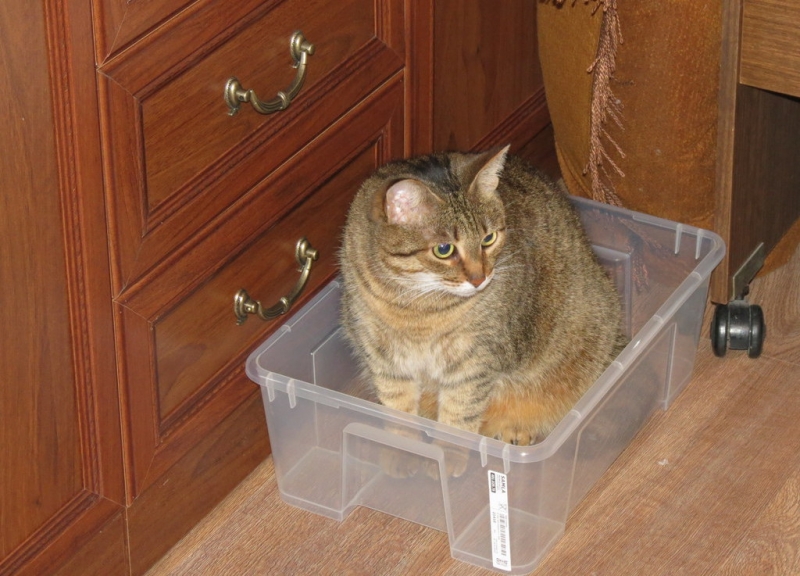 Поговорим о кошках34