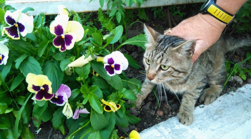 Поговорим о кошках34