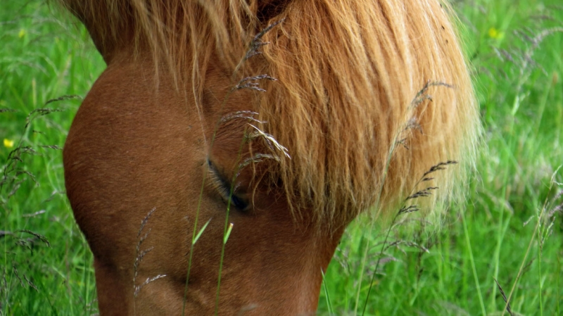 Остров Бекасов