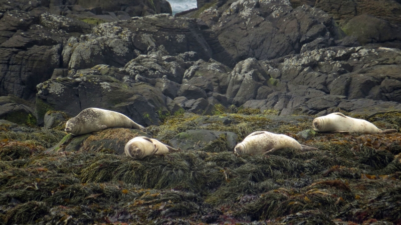 Остров Бекасов