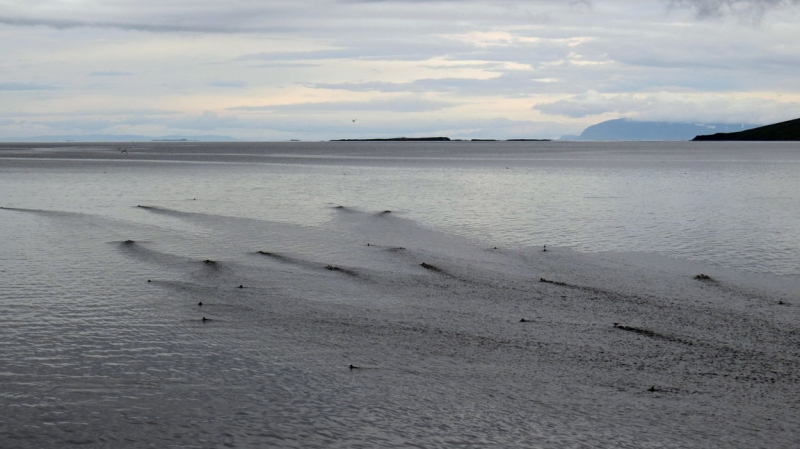 Остров Бекасов