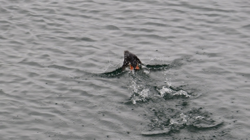 Остров Бекасов