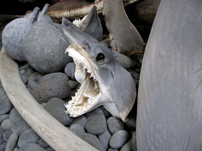 Остров Бекасов