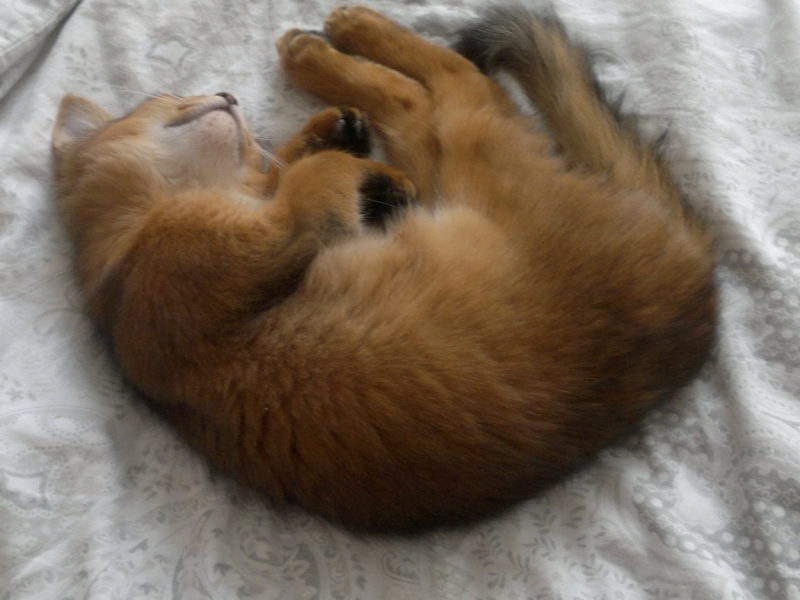 Поговорим о кошках34