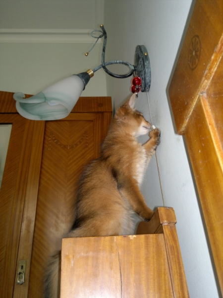 Поговорим о кошках34