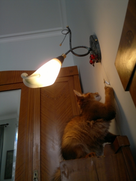 Поговорим о кошках34